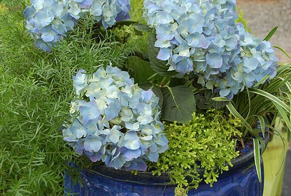 terrassendeko mit blauer hortensie und grünen pflanzen im blauen blumentopf